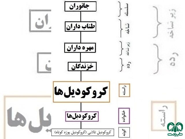 خانواده کروکودیل‌ها